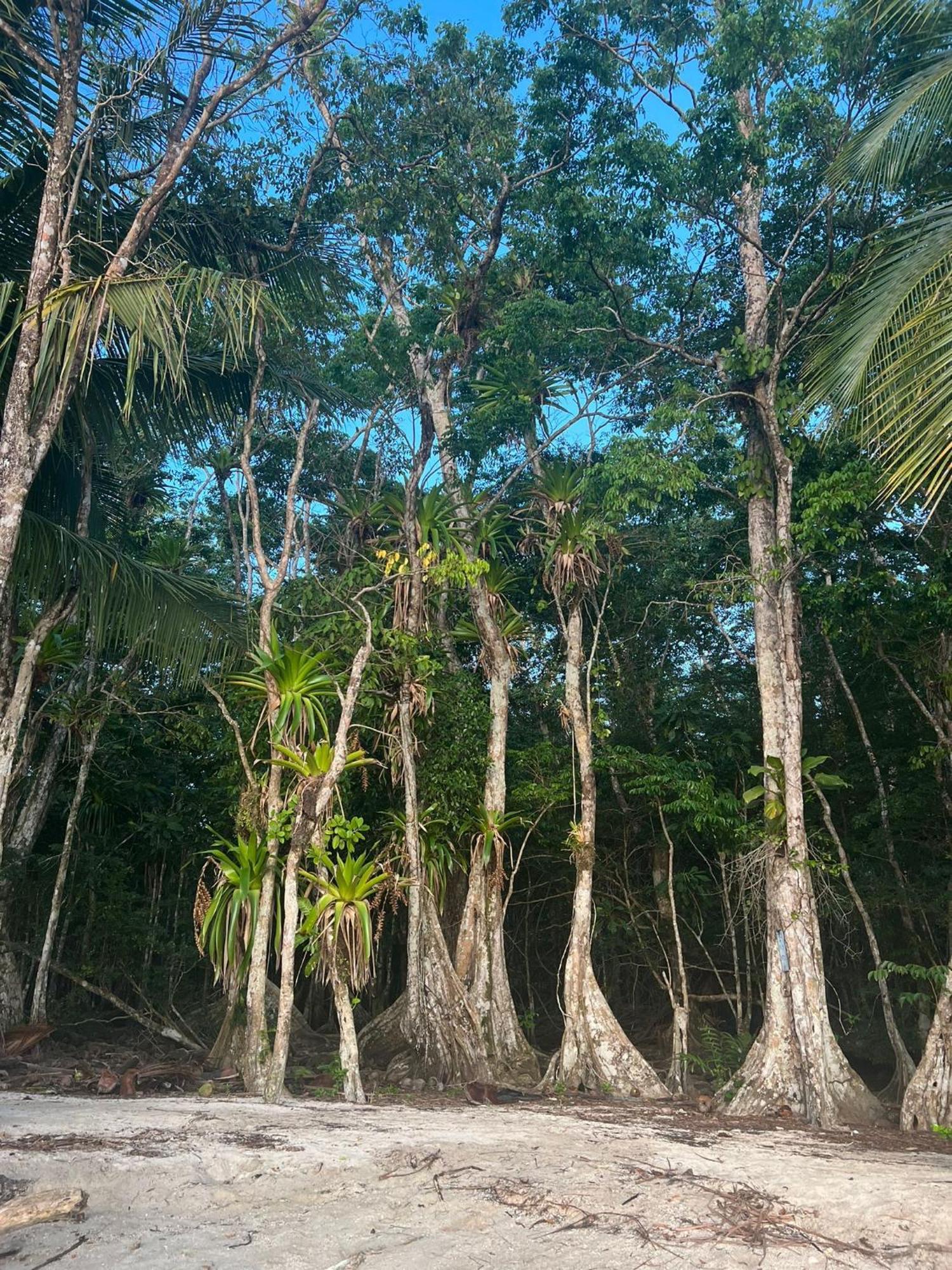 Riva * Bocas del Toro